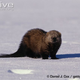 Illustration for article titled Monday Mustelid - Martes pennanti Edition